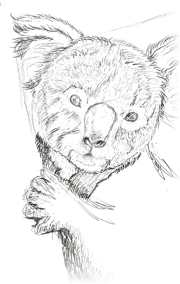 A hand-drawn koala peeking out from behind a tree.